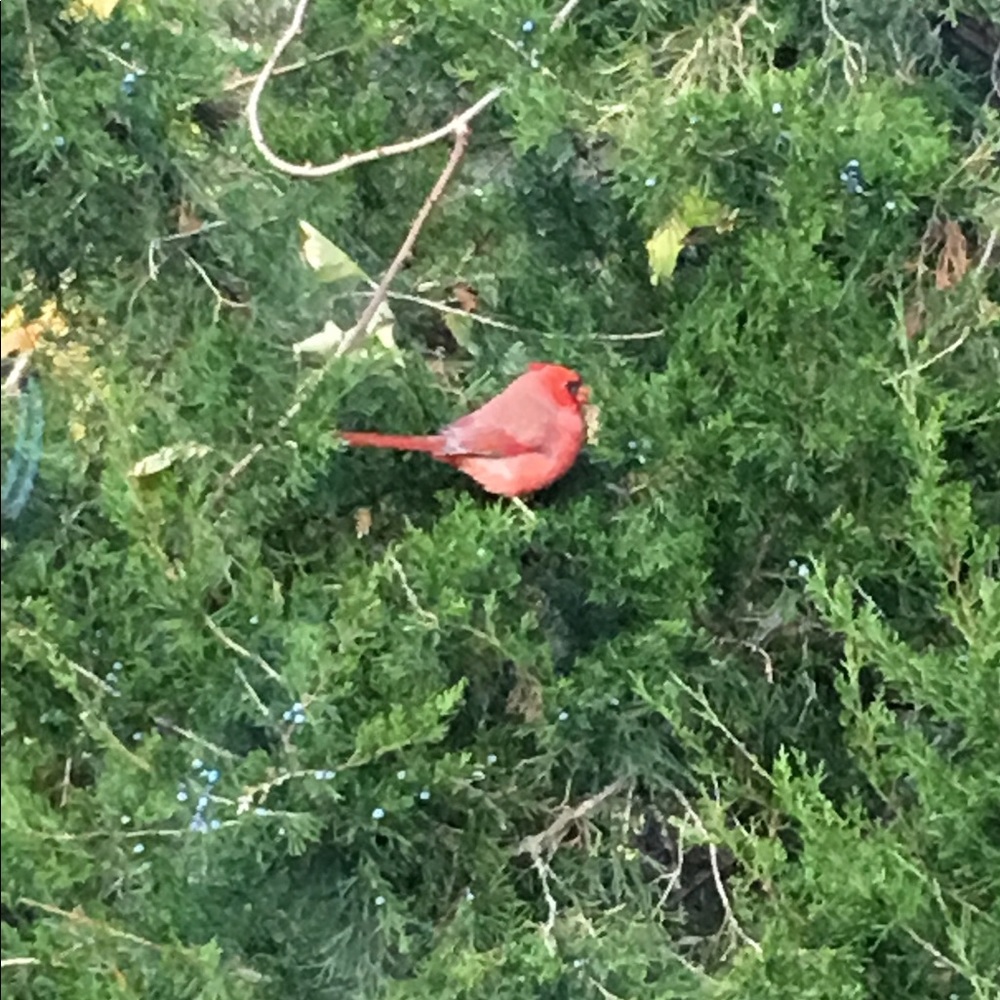 Meet your Posher, Lily